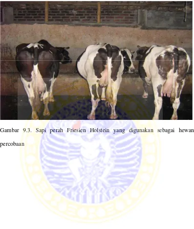 Gambar 9.3. Sapi perah Friesien Holstein yang digunakan sebagai hewan 