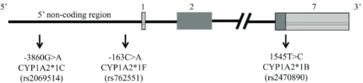 Figure 1. Approximate location of CYP1A2*1B, CYP1A2*1C and CYP1A2*1F SNPs. Figure  is not scaled.
