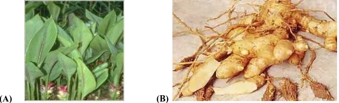 Gambar 2.6  Tanaman Curcuma zedoaria (A)Daun (B) Rimpang dari Curcuma zedoaria atau temu putih (Anonimus, IPTEknet, 2005)