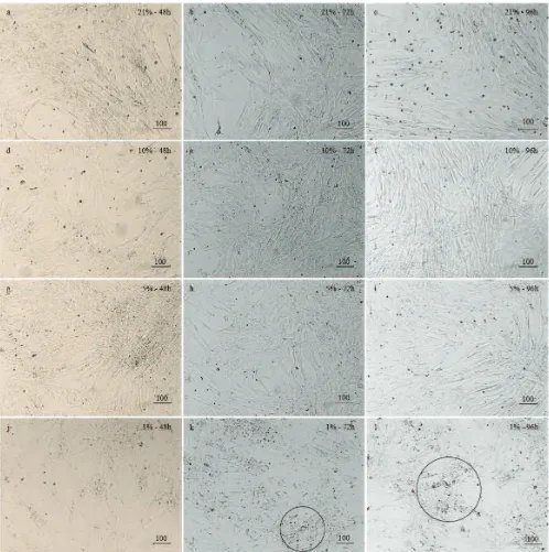 Figure 3. Photomicrograph of hUC-MSCs from normoxic/hypoxic conditions and 3 time points