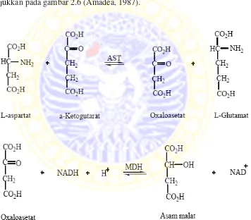 Gambar 2.6. Reaksi penentuan aktivitas enzim SGOT 