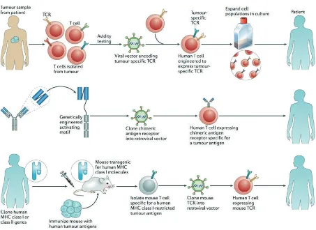Figure 1. Three ways to genetically engineer T cells to confer specificity for tumour-associated antigens.(12) (Adapted with permission from Springer International Publishing AG).