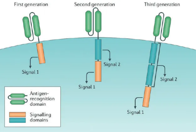 Figure 3. CAR-T cell design. All chimeric antigen receptor (CAR) designs contain an antigen-recognition domain and a signaling domain that provides ‘signal 1’ to activate T cells.(46) (Adapted with permission from Springer International Publishing AG).