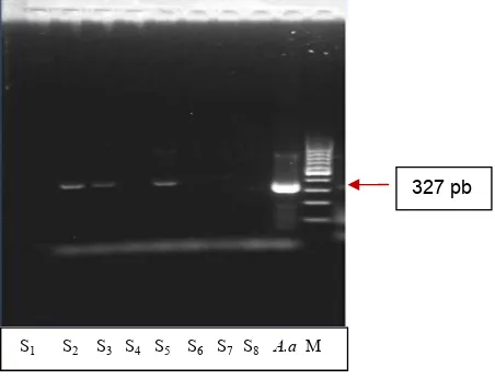 figure 1.  PCR profiles of A. actinomycetemcomitans clinical : S1 - 8  : Sampel 1 – 8isolates