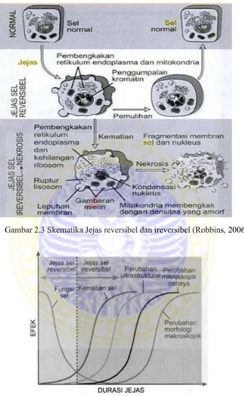 Gambar 2.3 Skematika Jejas reversibel dan ireversibel (Robbins, 2006) 
