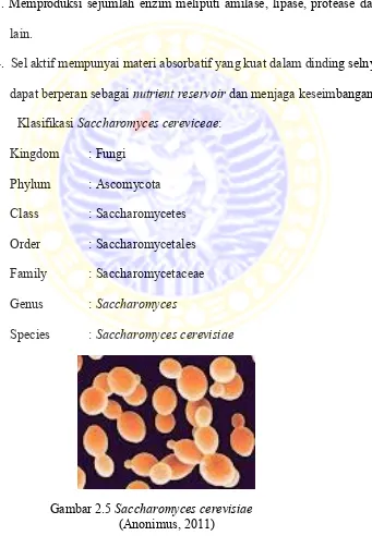 Gambar 2.5 Saccharomyces cerevisiae  