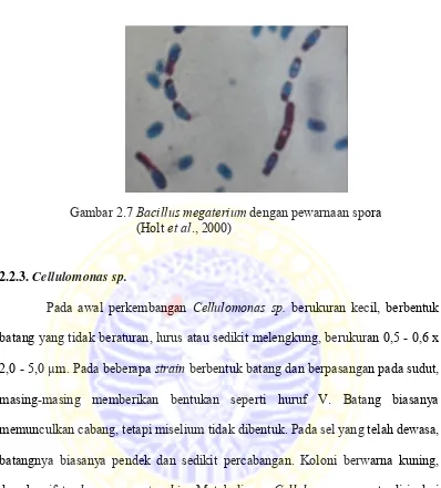 Gambar 2.7 Bacillus megaterium dengan pewarnaan spora 