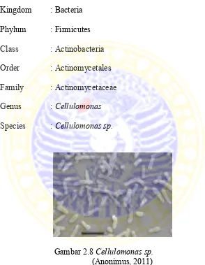 Gambar 2.8 Cellulomonas sp. 
