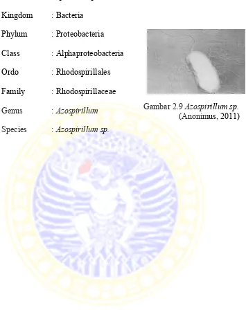 Gambar 2.9 Azospirillum sp.   