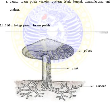 Gambar 2.3 Bagian-bagian penyusun jamur tiram putih.         (Suriawiria, 2006) 