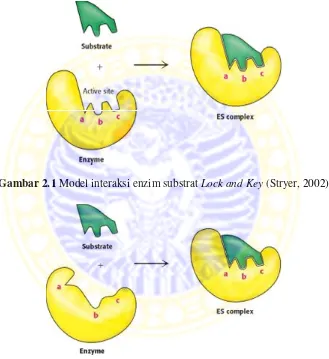 Gambar 2.1 Model interaksi enzim substrat Lock and Key (Stryer, 2002)