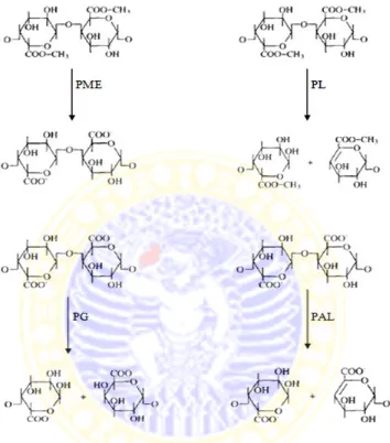 Gambar 2.8 Mekanisme kerja enzim pektinase: pektin metil esterase (PME), pektin liase (PL), poligalakturonase (PG), dan pektat liase (PAL) (Alkorta et al., 1998)