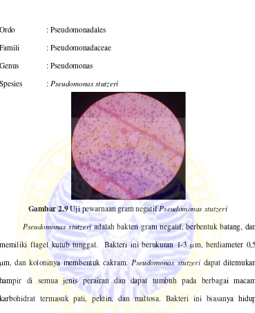 Gambar 2.9 Uji pewarnaan gram negatif Pseudomonas stutzeri