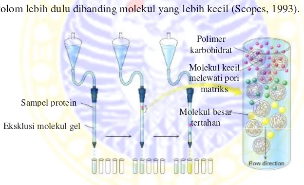 Gambar 2.11 Kromatografi filtrasi gel (Stryer,2002)