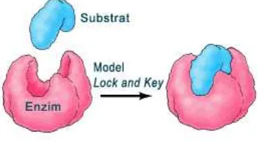 Gambar 2.5. Interaksi substrat dan enzim Model Lock and Key 