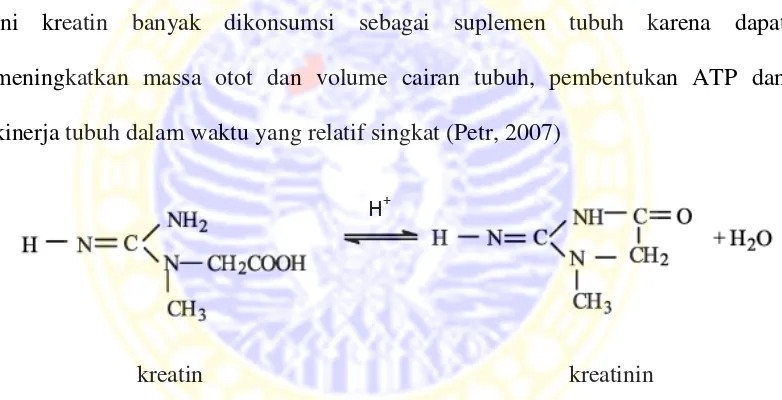 Gambar 2.2 Reaksi kesetimbangan kreatin dan kreatinin dalam air (Mo et al., 2003) 