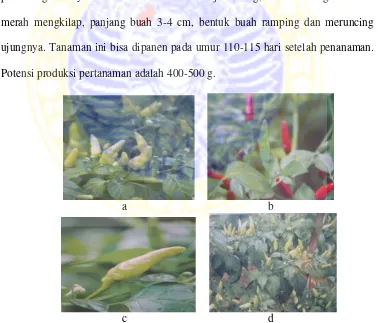 Gambar 2. Cabai rawit kultivar Taruna (a), Pelita F-1(b), Bara (c), dan CR-7(d)(Sumber : Wahyudi, 2011)