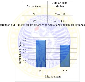 Tabel 4.5 Pengaruh media tanammedia tanam terhadap jumlah daun (helai) cabai rawitcabai rawit