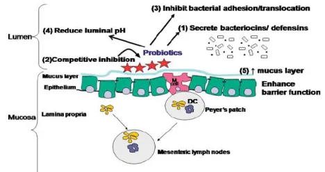 Figure 1. Antimicrobial action of 