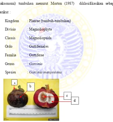 Gambar 2.1. a. Daun kelopak buah manggis; b. Kulit buah manggis; c. Biji manggis; d. Daging buah (Garcinia mangostana)( Anonimus, 2011a) 