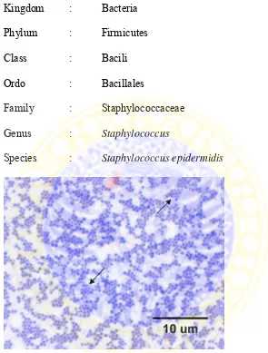 Gambar 2.2. Staphylococcus epidermidis (Anonimous, 2011b) 