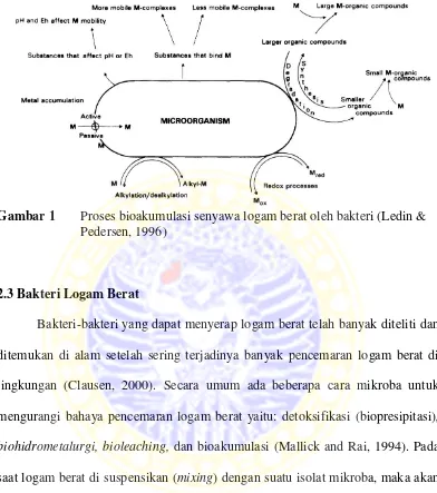 Gambar 1  Proses bioakumulasi senyawa logam berat oleh bakteri (Ledin &  