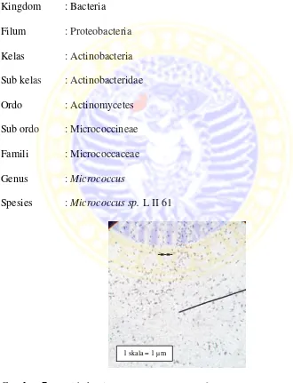 Gambar 7. Sel bakteri Micrococcus sp.  L II 61 
