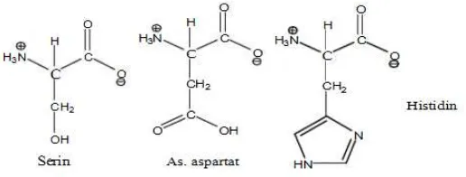 Gambar 8.  Struktur tiga residu asam amino pada enzim (Sumarlin, 2010) 