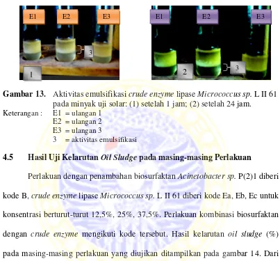 Gambar 13.  Aktivitas emulsifikasi crude enzyme lipase Micrococcus sp. L II 61          