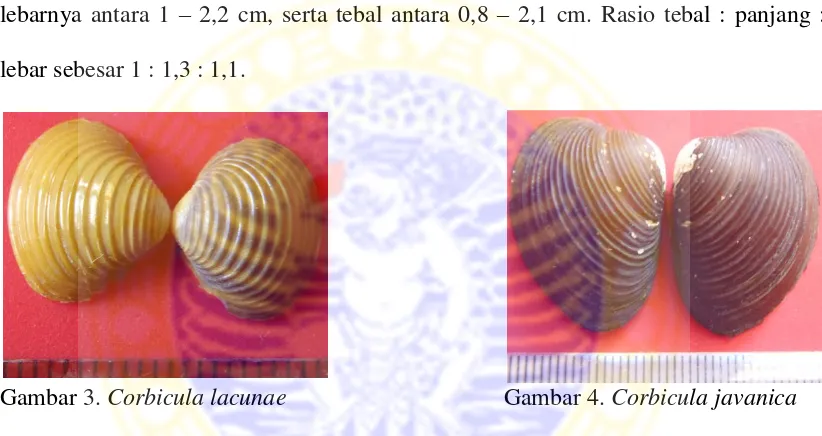 Gambar 3. Corbicula lacunae  