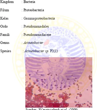 Gambar 2.2. Mikroskopis Acinetobacter sp. P2(1) 