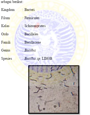 Gambar 2.7  Mikroskopis Bacillus sp.  LII63B 