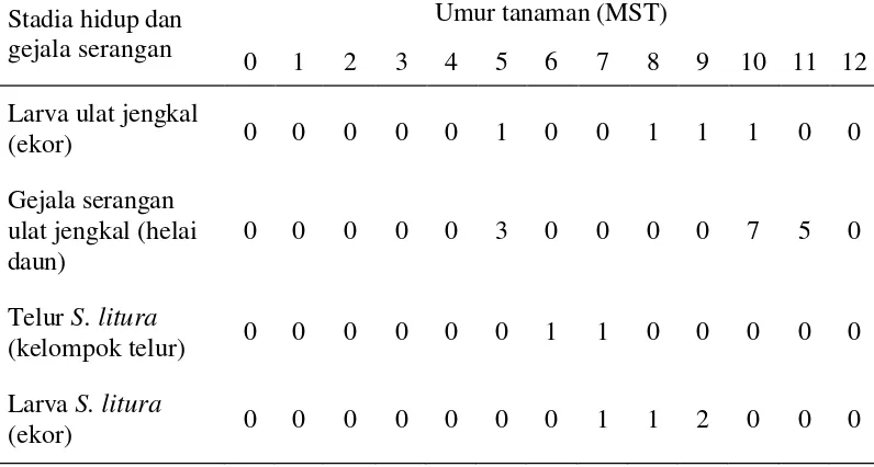 Tabel 3 Stadia hidup dan gejala serangan serangga perusak daun kedelai umur 0- 12   MST 