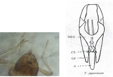 Gambar lampiran 2 Genitalia jantan Trichogramma japonicum 