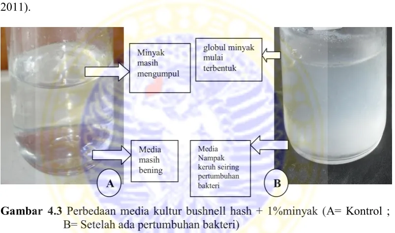 Gambar 4.3 Perbedaan media kultur bushnell hash + 1%minyak (A= Kontrol ; 