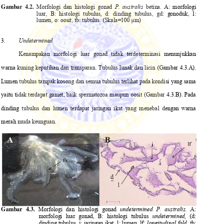 Gambar 4.2. Morfologi dan histologi gonad P. australis betina. A: morfologi 