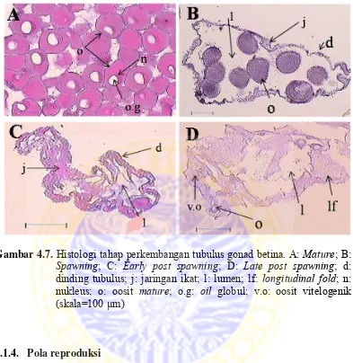 Gambar 4.7. Histologi tahap perkembangan tubulus gonad betina. A: Mature; B: 