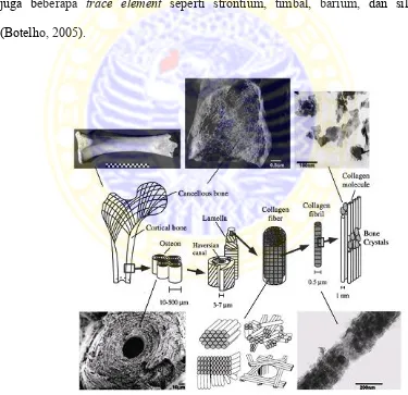 Gambar 2.1 Gabungan skematik dan mikrografi dari struktur hirearki dari tulang: dari kiri ke kanan,  tulang cortical dan cancellous; osteon dengan sistem Harves; lamela; serat kolagen; kristal mineral tulang; molekul kolagen (Rho dan Oiszta dalam Coe, 2008) 
