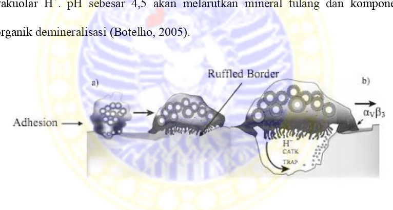 Gambar 2.5. Gambar sketsa dari osteoklas meresordsi tulang, a – adesi dan sitodeferensiasi; b – sekresi dan resorpsi (Botelho,2005) 