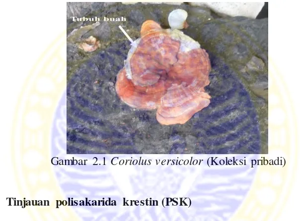 Gambar 2.1  Coriolus versicolor (Koleksi pribadi) 