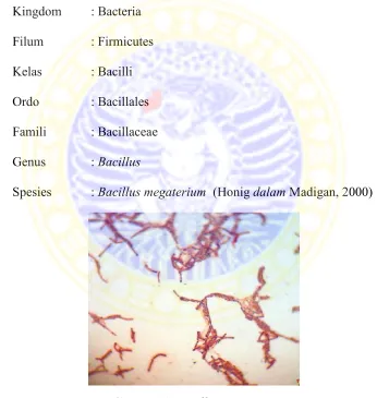 Gambar 1. Bacillus megaterium