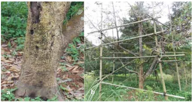 Gambar 4.  Bentuk sporangium (a) P. palmivora dan (b) Pythium sp. D37 yang berasosiasi dengan durian