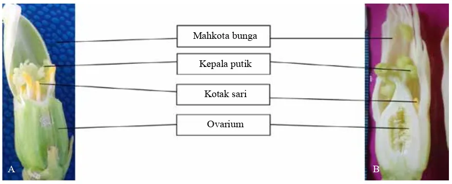 Gambar 3. (A) Bunga hermaprodit tipe I dan (B) bunga hermaprodit tipe II