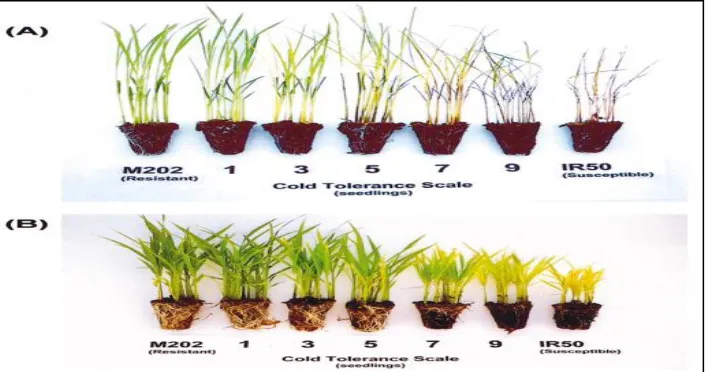 Gambar 1. Keragaan morfologi fase vegetatif beberapa varietas/strain padi yang mendapat paparan suhu rendah (A) 9˚ C secara terus menerus (B) variasi siang/malam 25/9˚ C