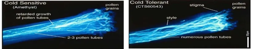 Gambar 3: Kondisi perkembangan polen tube pada tanaman buncis yang mengalami cekaman suhu 7° C(Sumber : Clarke & Siddique 2004)