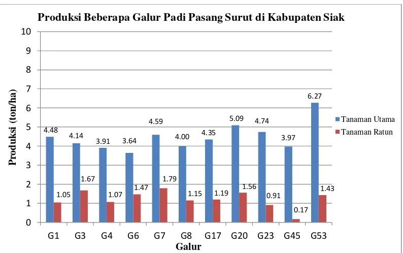 Gambar 2. Grafik produksi beberapa galur padi pasang surut di Kabupaten Siak.  