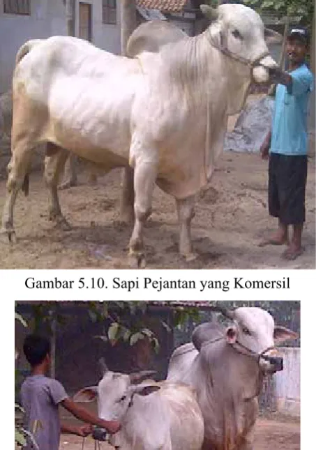 Gambar 5.10. Sapi Pejantan yang Komersil