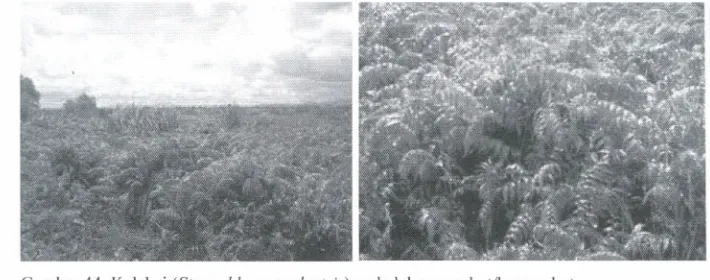Gambar 44. Kelakai
