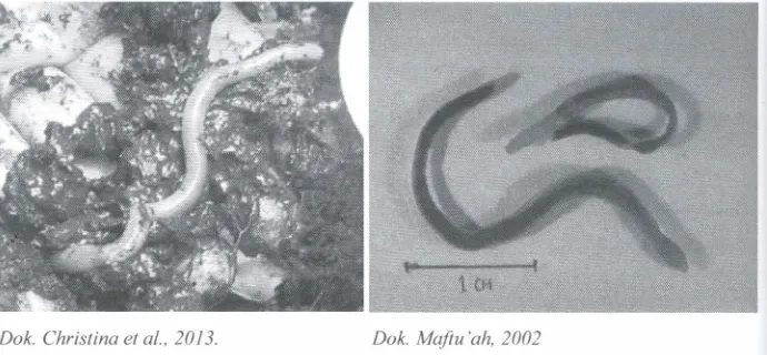Gambar 57. Cacing tanah yang ditemukandi lahan gambut