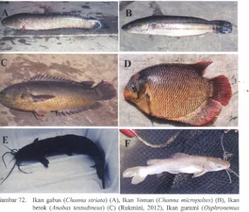 Gambar 72.Ikan gabusedcbaZYXWVUTSRQPONMLKJIHGFEDCBA(Channastriata)(A), Ikan Toman